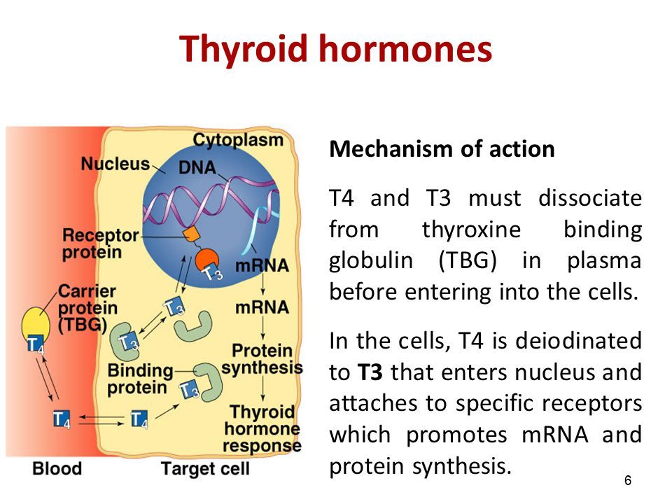 T4 and T3 must dissociate from thyroxine binding globulin (TBG) in plasma before entering into the cells. In the cells, T4 is deiodinated to T3 that enters nucleus and attaches to specific receptors which promotes mRNA and protein synthesis.